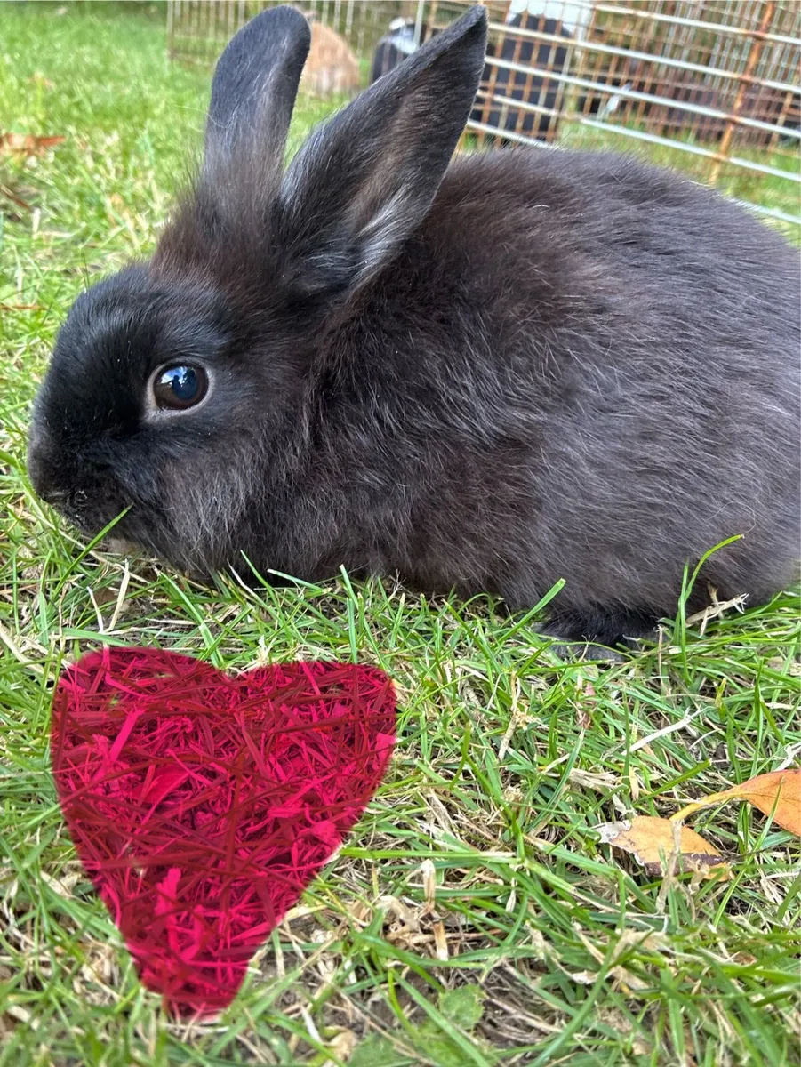 Baby rabbits - Image 2