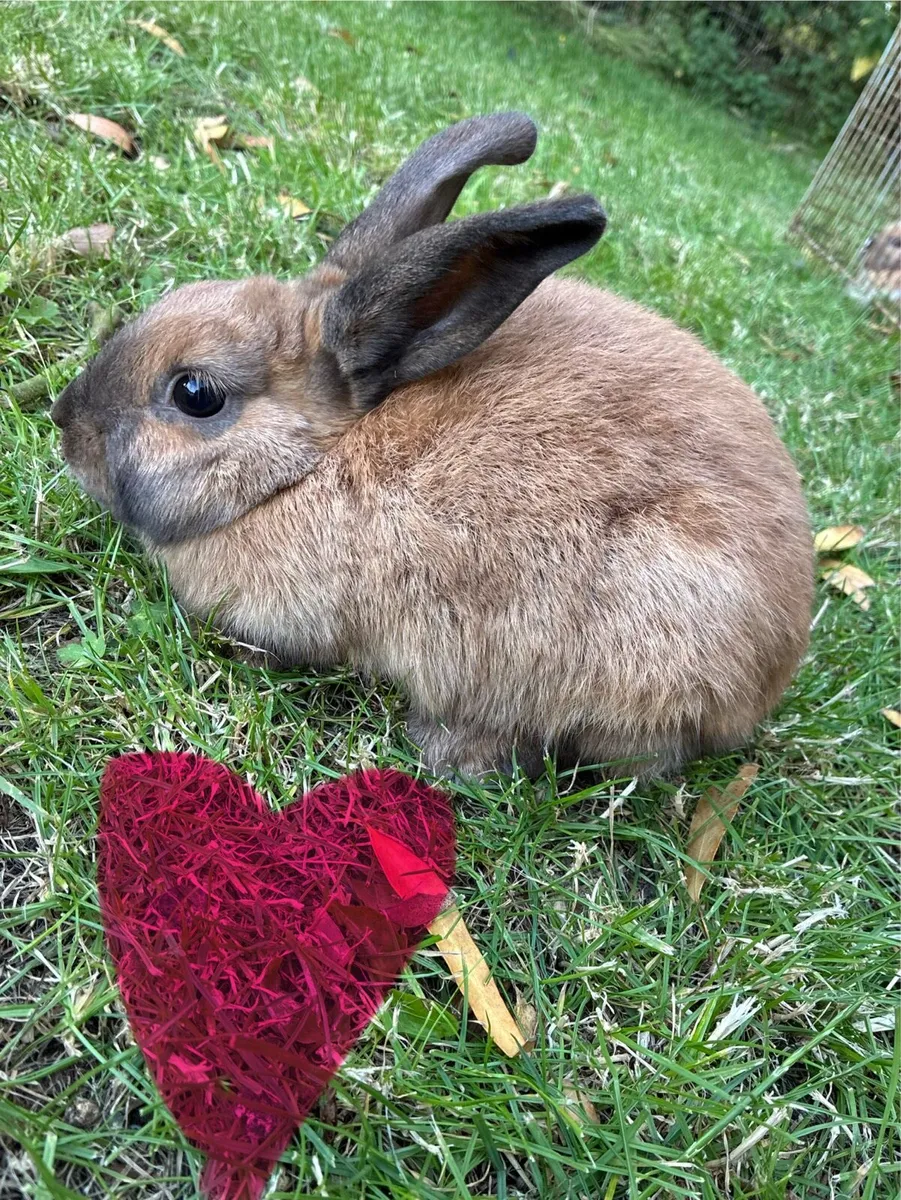 Baby rabbits - Image 4