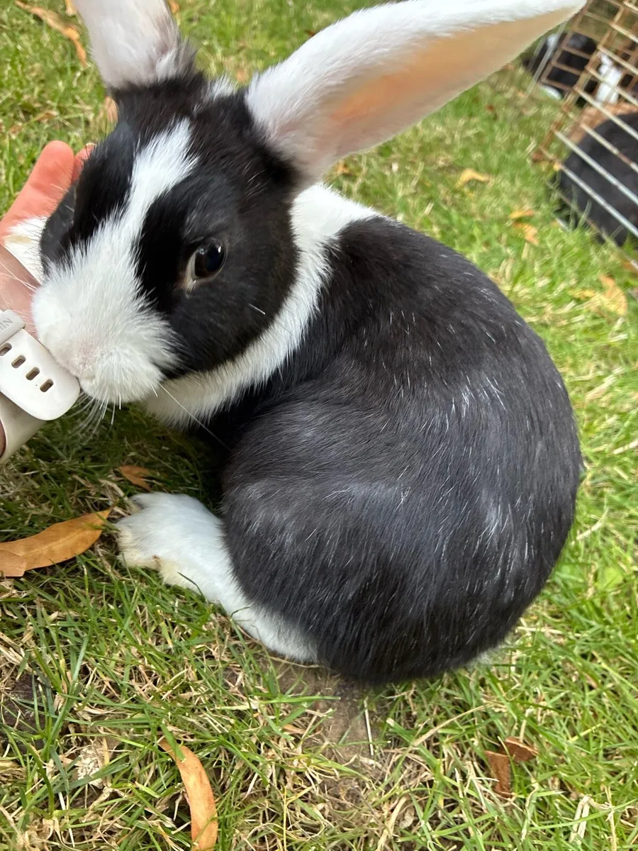 Baby rabbits - Image 1