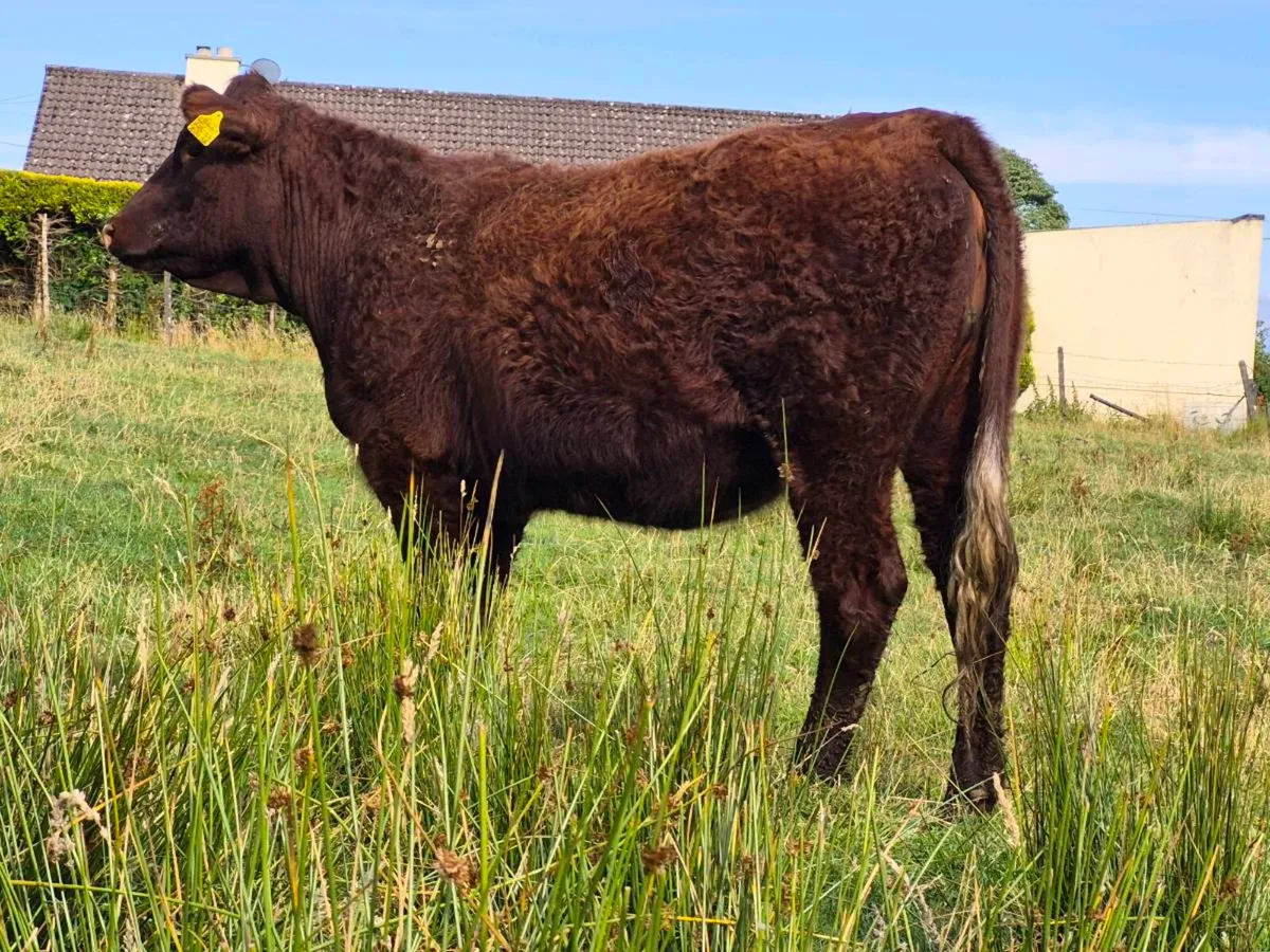 🌟 Super Saler Heifer 🌟 - Image 3