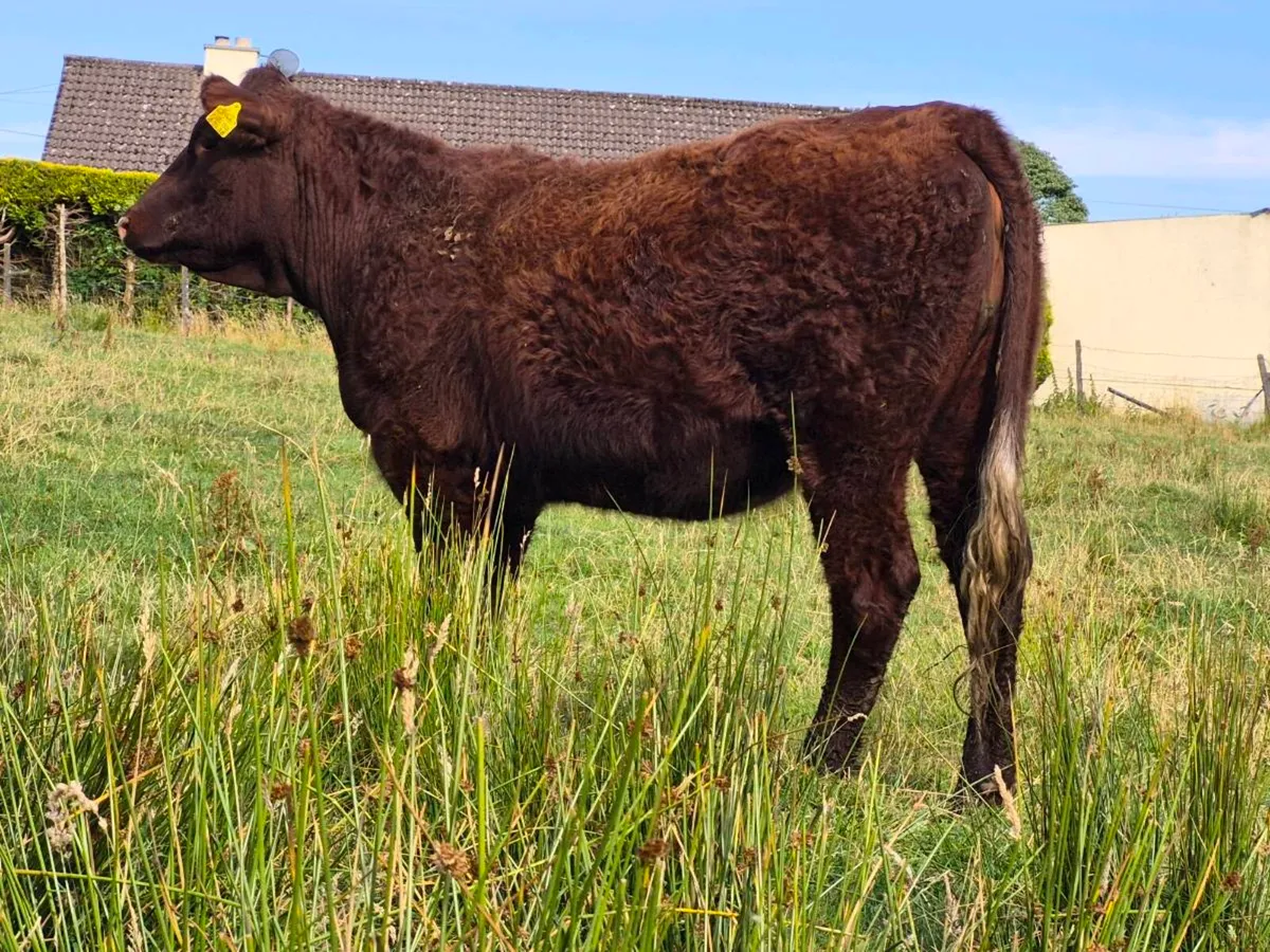 🌟 Super Saler Heifer 🌟 - Image 2
