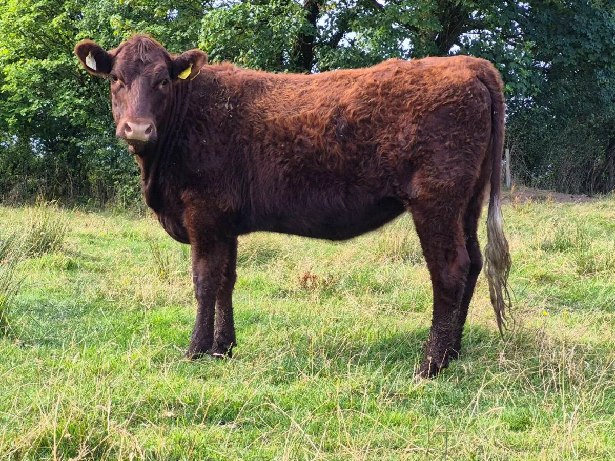 🌟 Super Saler Heifer 🌟 - Image 4