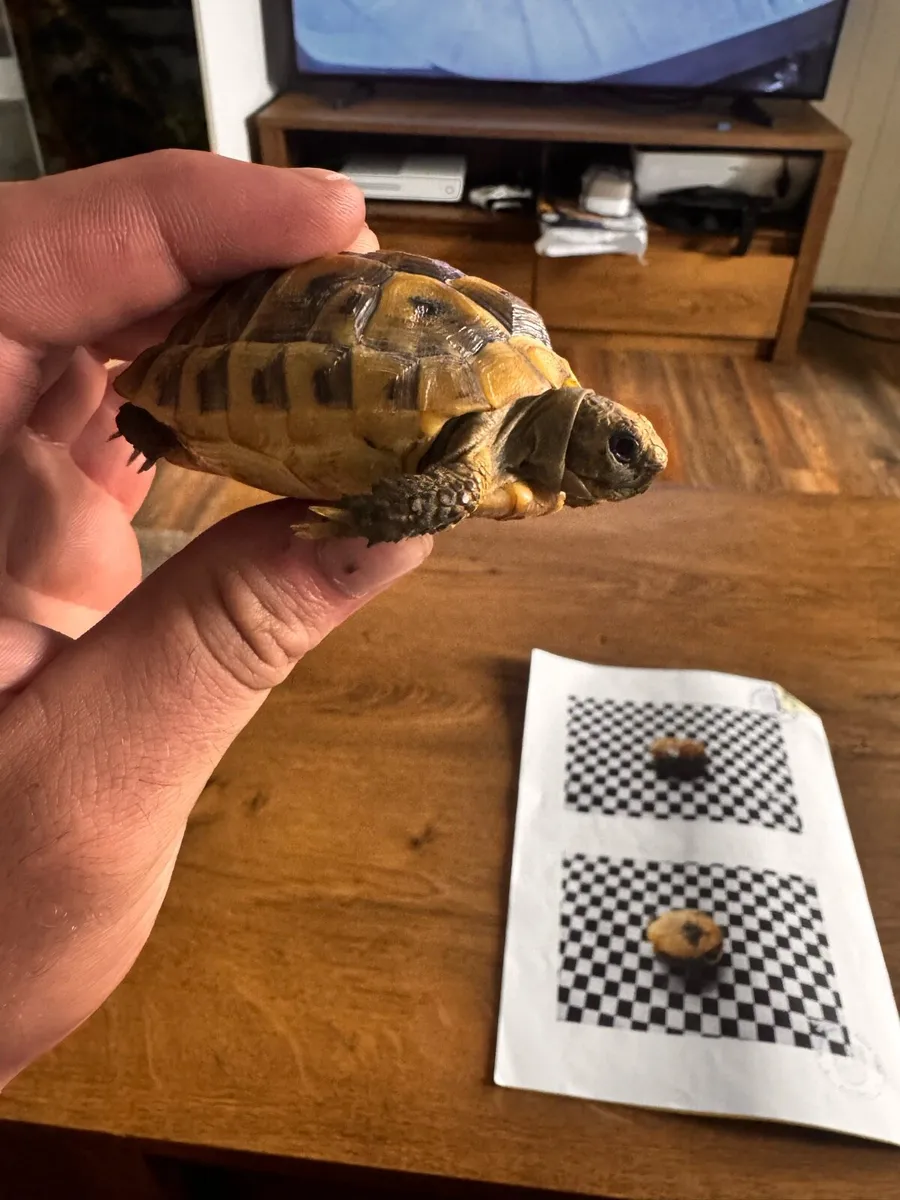 Testudo Graeca - Image 2