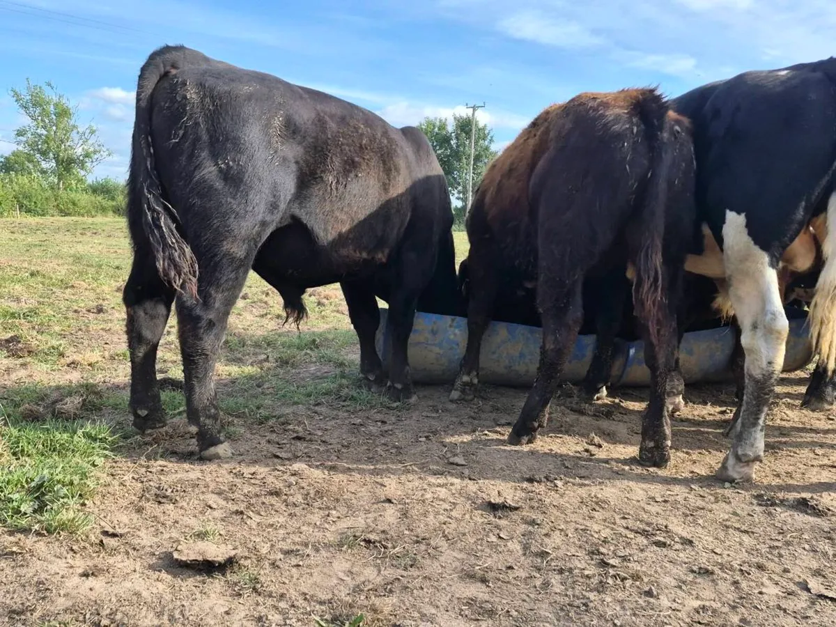 7 Super Bull Weanlings - Image 4