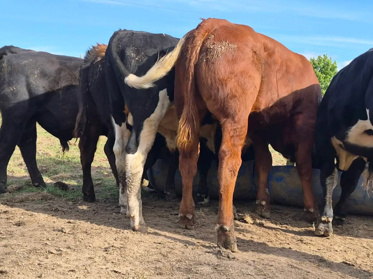 7 Super Bull Weanlings - Image 1