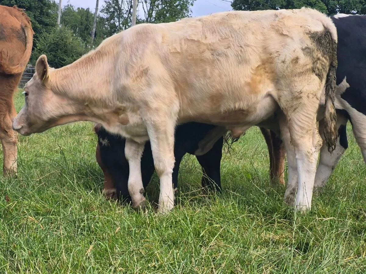 7 Super Bull Weanlings - Image 2