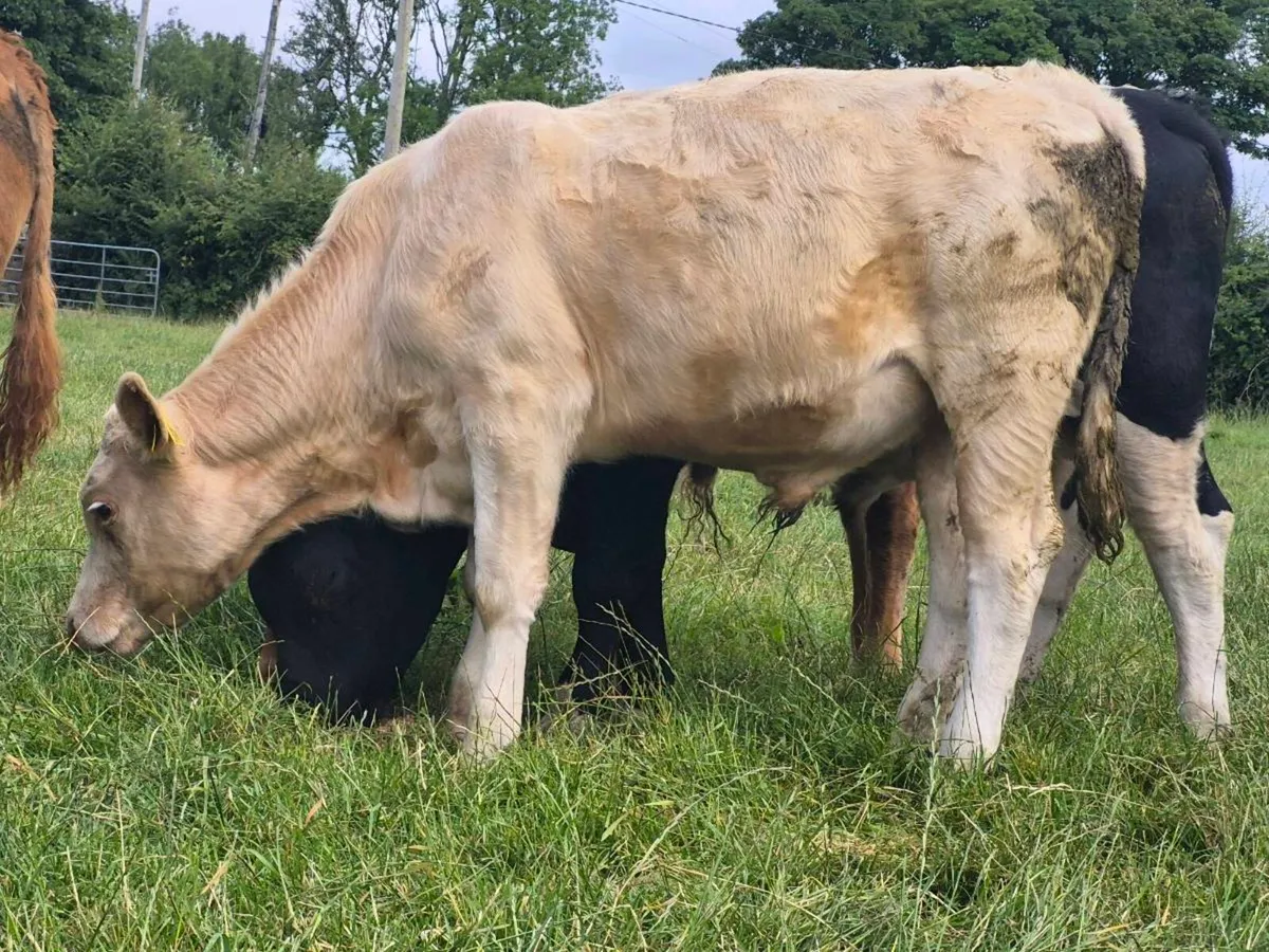 7 Super Bull Weanlings - Image 3