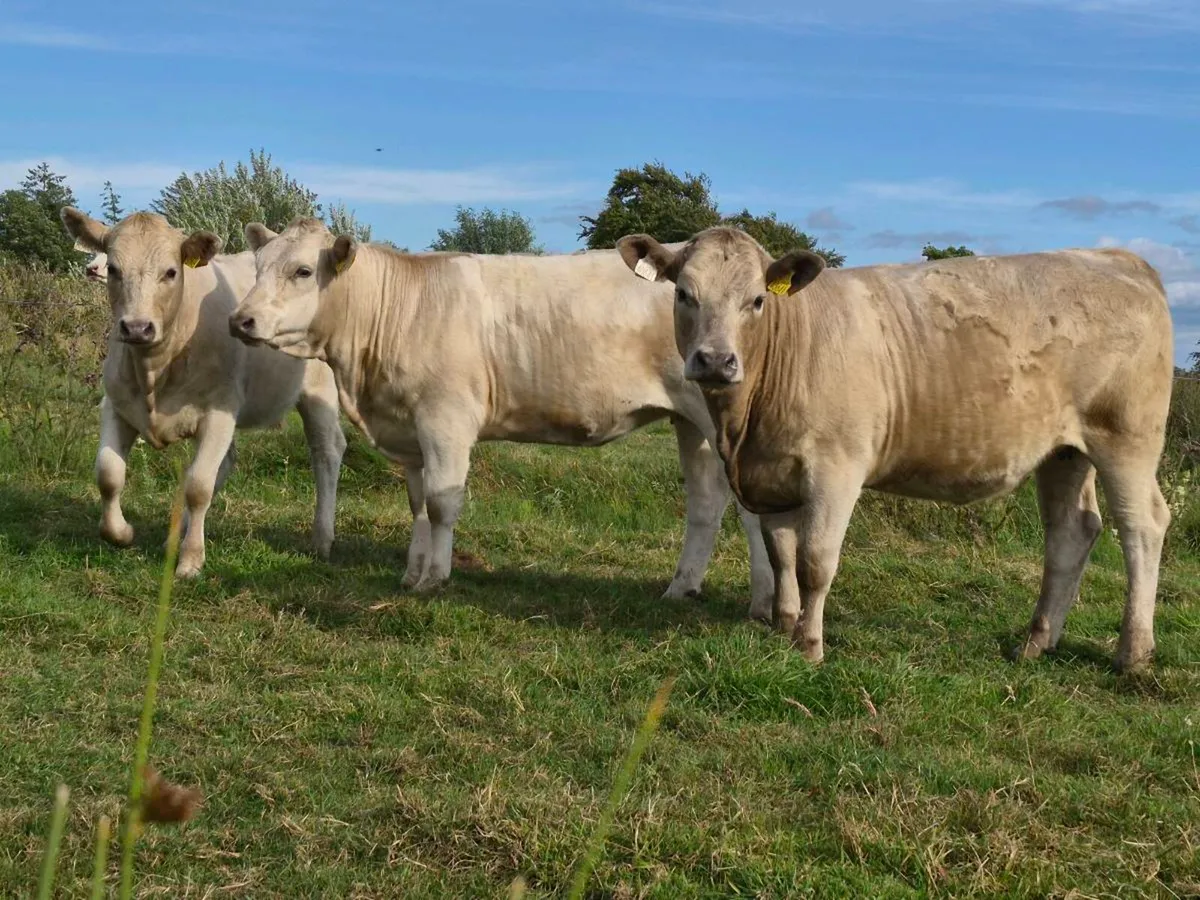 10 Super Charollais Heifer Weanlings - Image 1