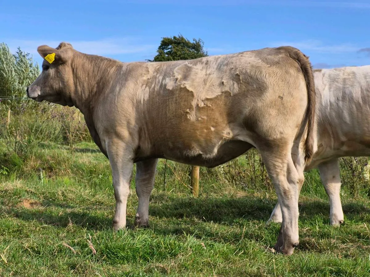 10 Super Charollais Heifer Weanlings - Image 2