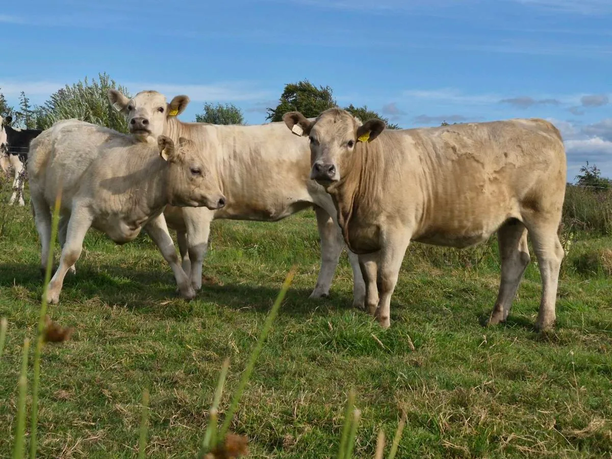 10 Super Charollais Heifer Weanlings - Image 3