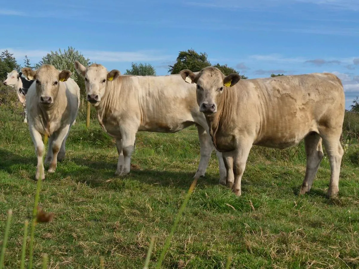 10 Super Charollais Heifer Weanlings - Image 4