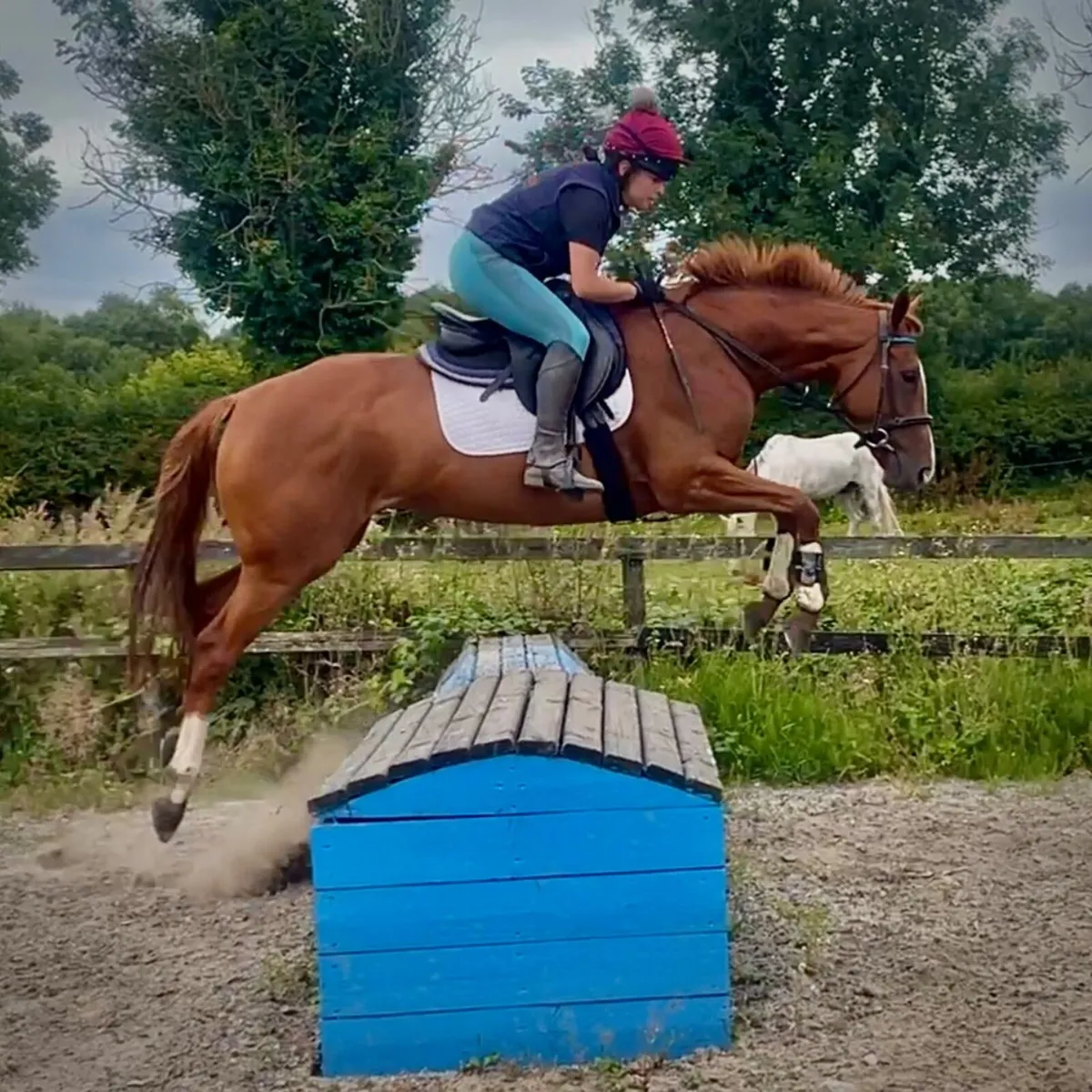 4yr Filly - Image 1