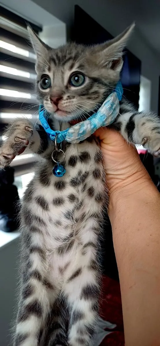 Amazing Purebred Bengal kittens - Image 2