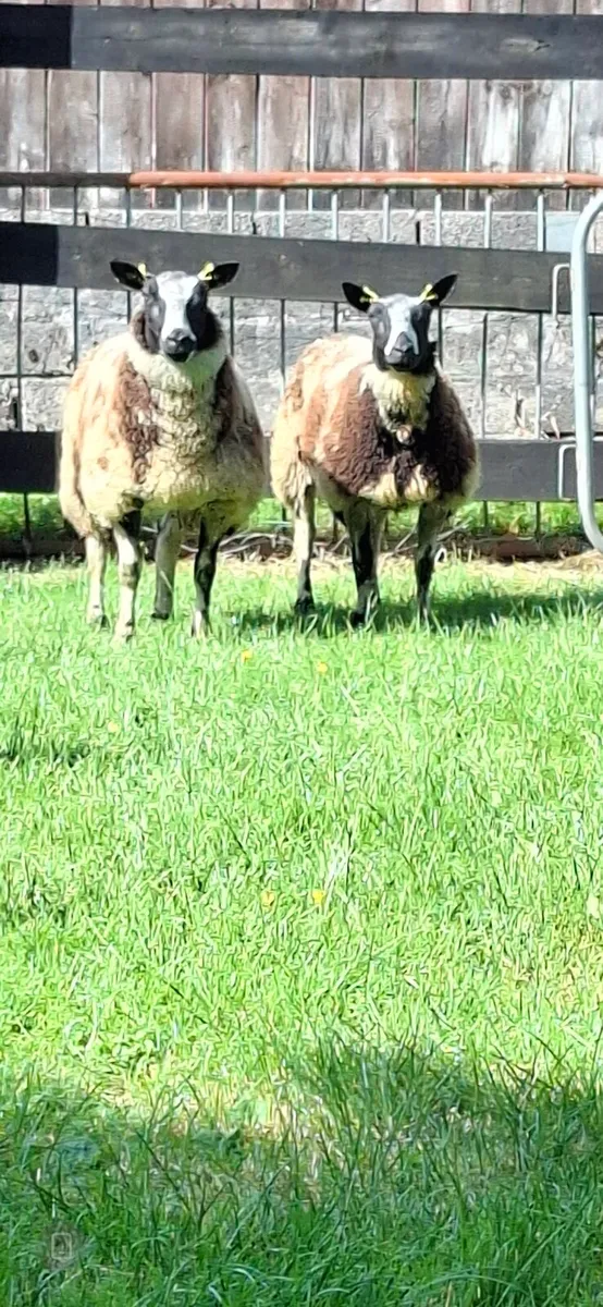 Ewe lambs - Image 1