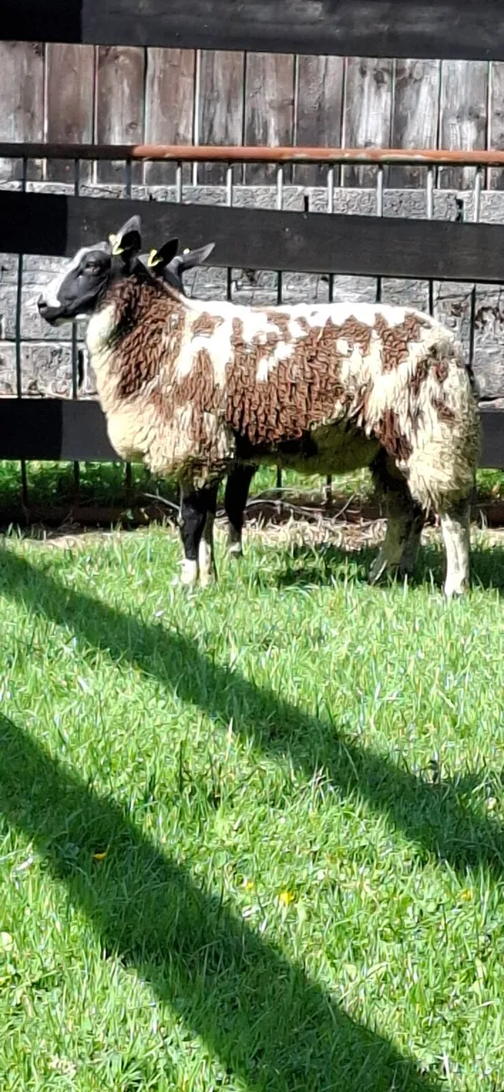 Ewe lambs - Image 2
