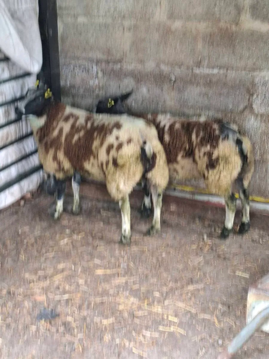 Ewe lambs - Image 3
