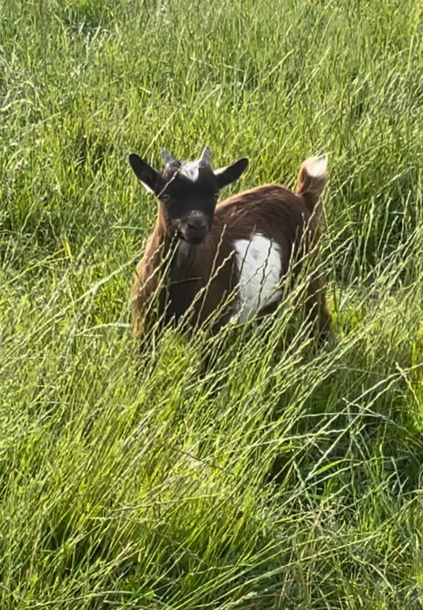 Pygmy goats - Image 1