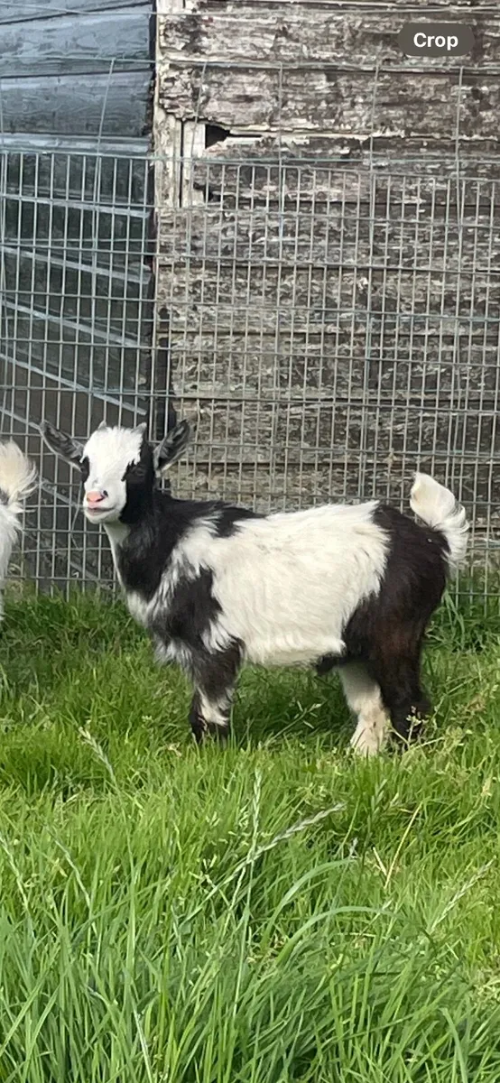 Pygmy goats - Image 3
