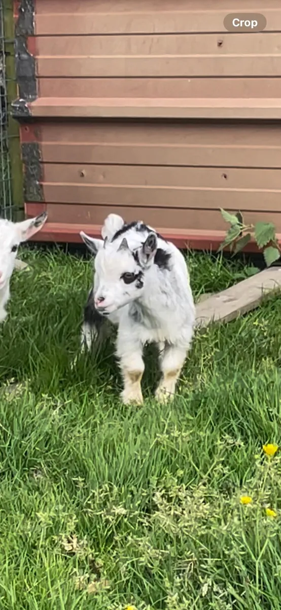 Pygmy goats - Image 2