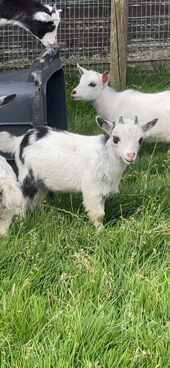 Pygmy goats - Image 4