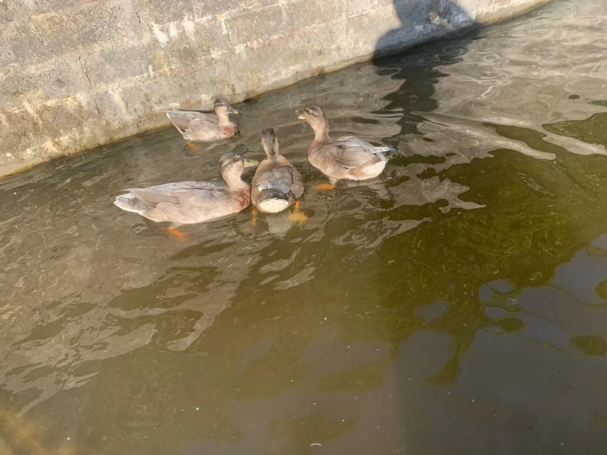 Call ducks - Image 4