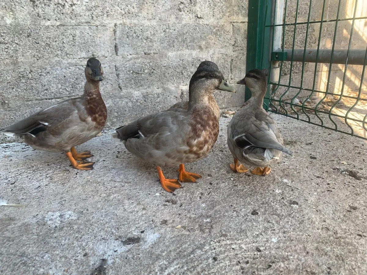 Call ducks - Image 1