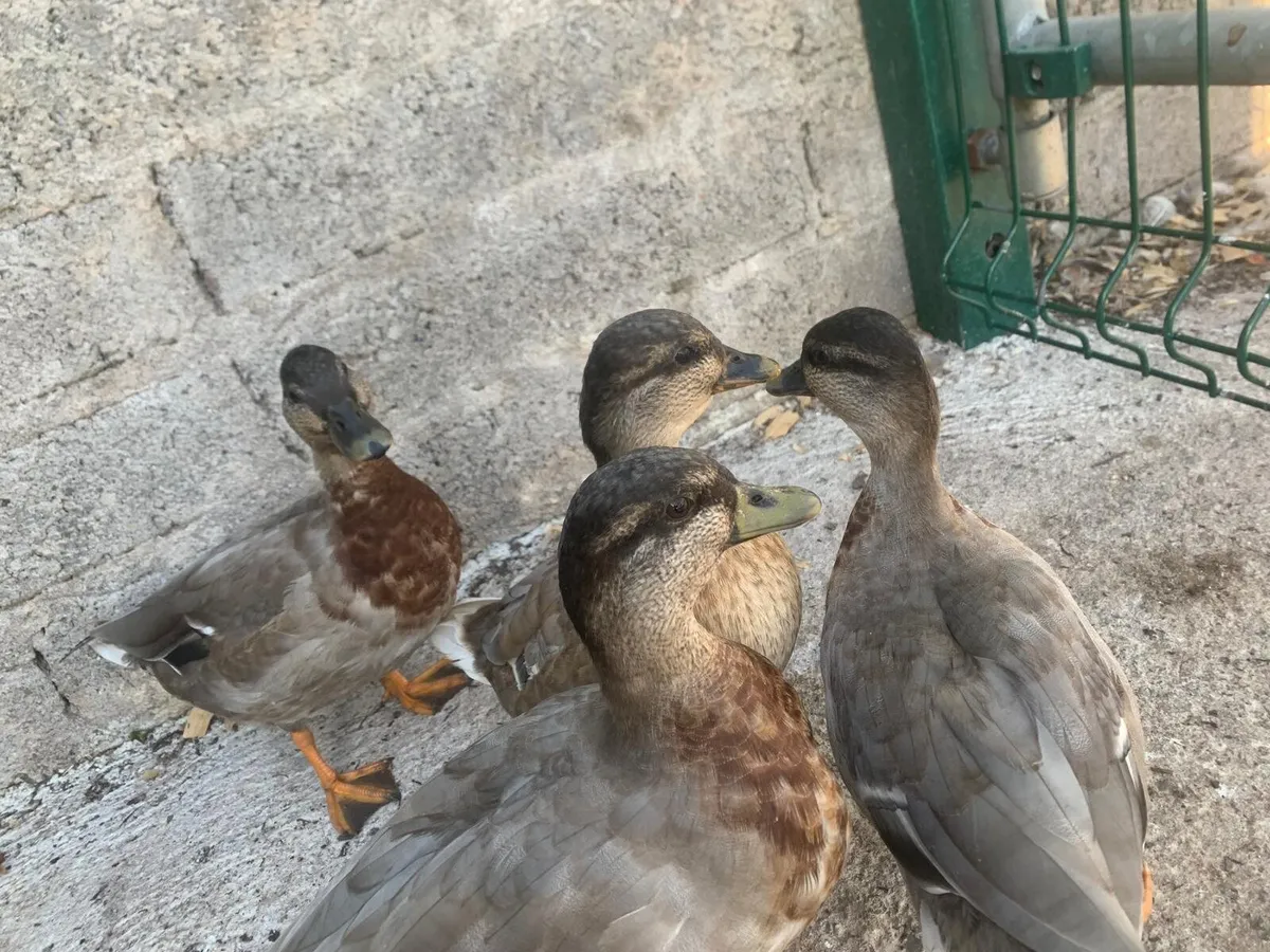 Call ducks - Image 2