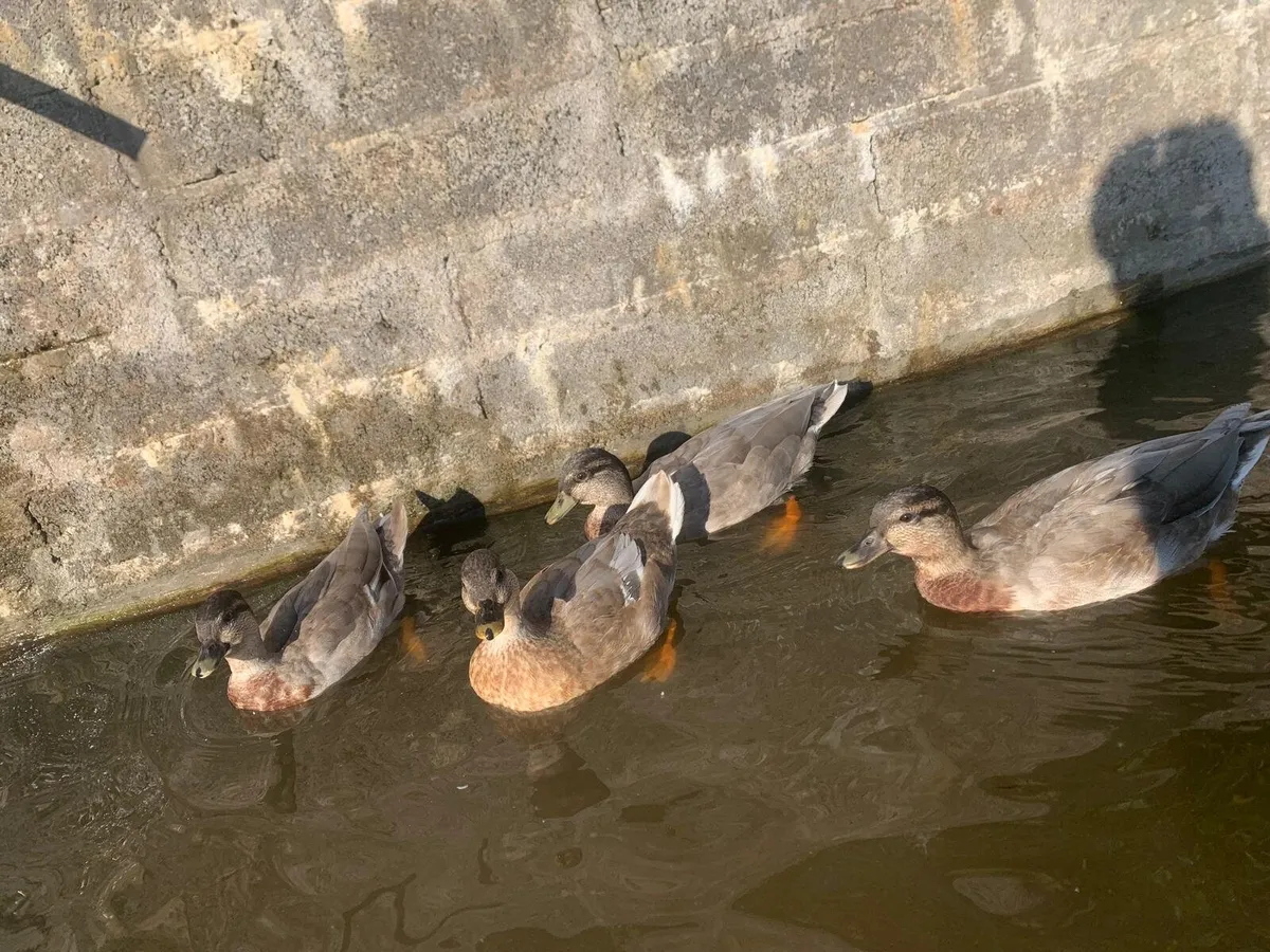 Call ducks - Image 3