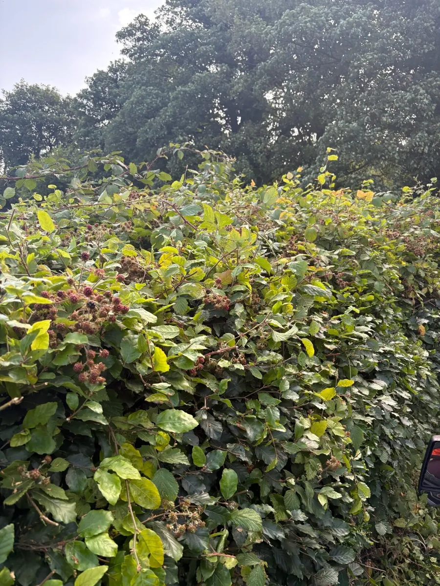 Hedge cutting services - Image 4