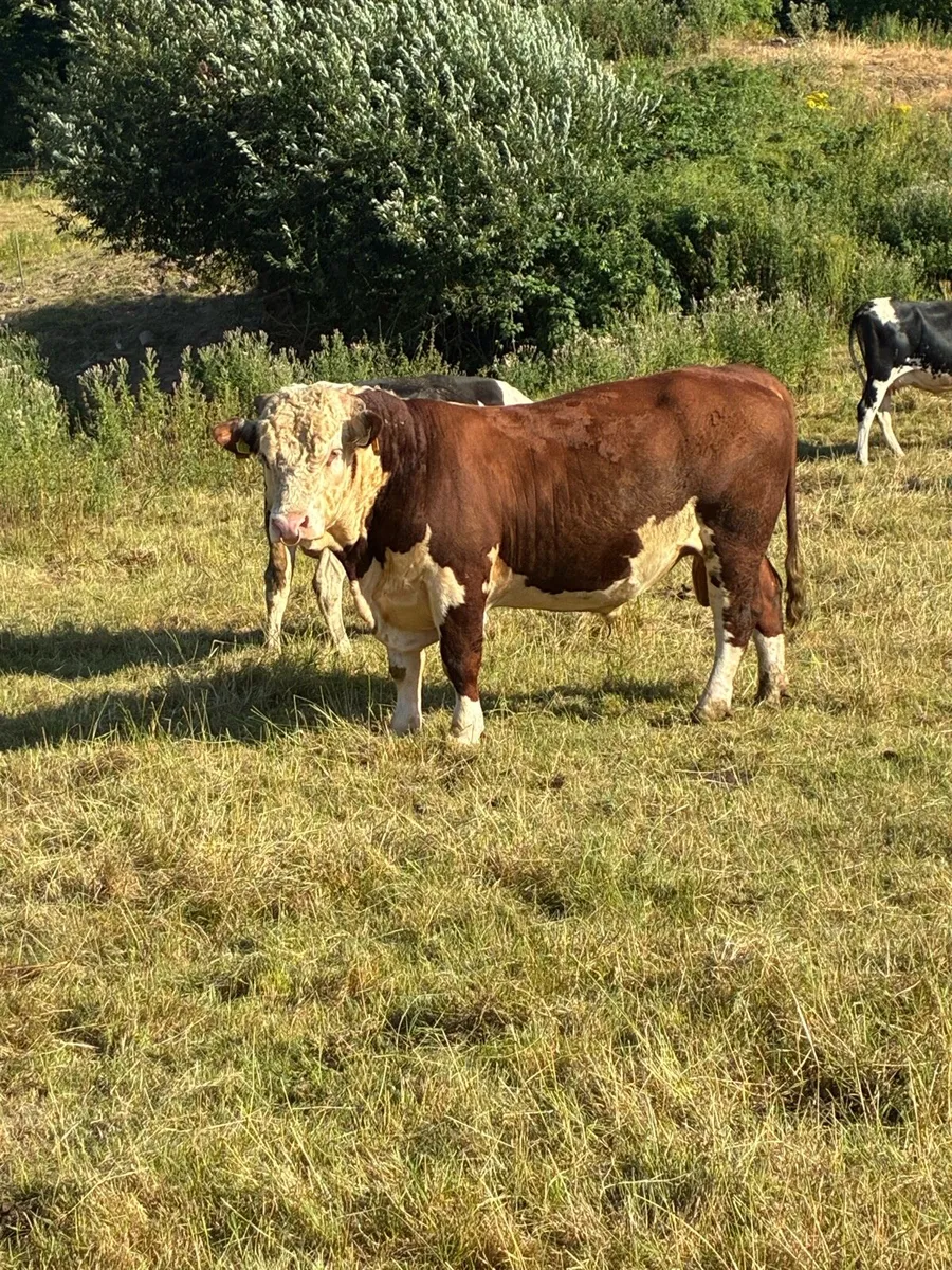 Hereford bull - Image 1