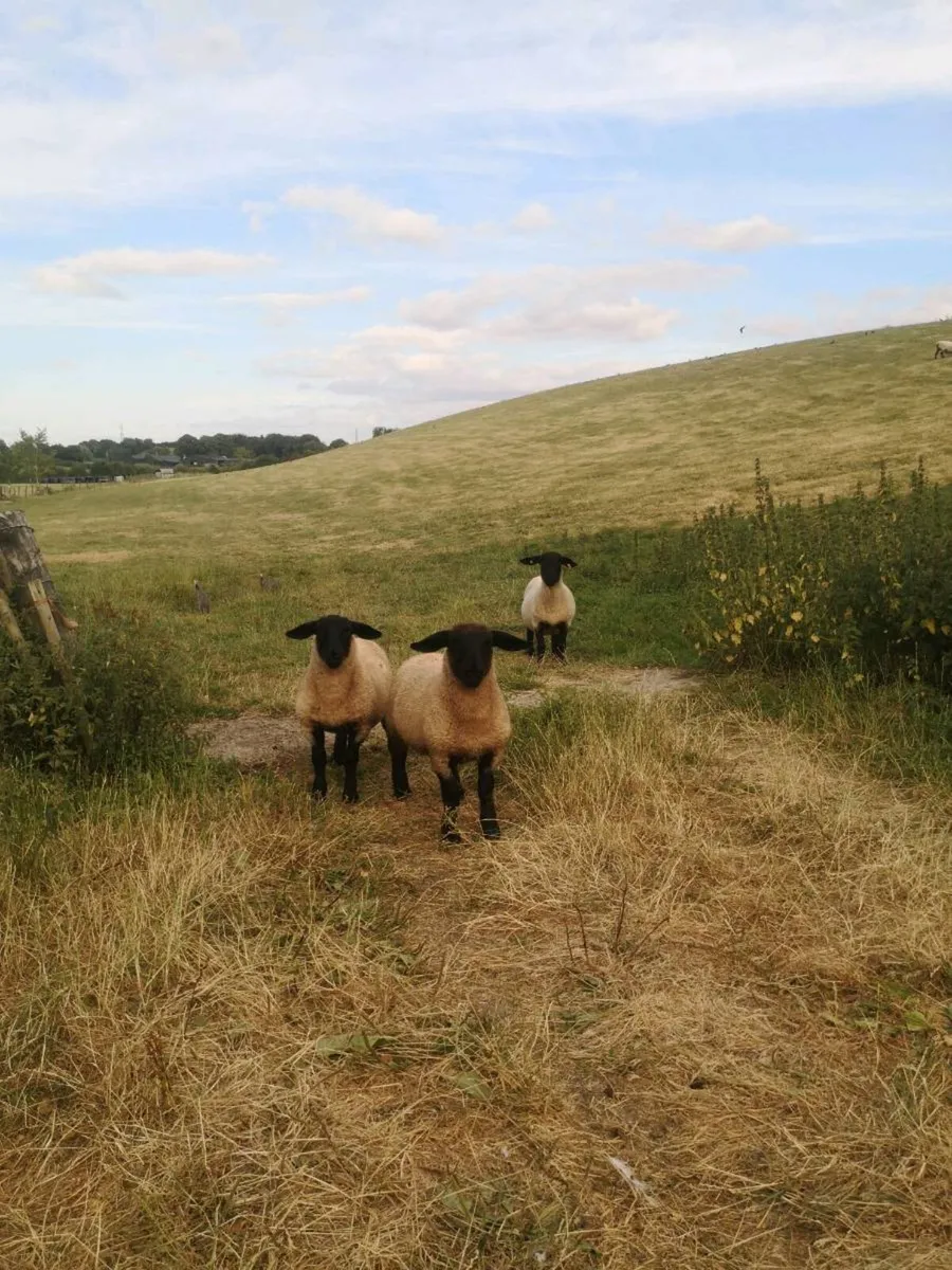 PB Suffolk hogget & twin ewe lambs - Image 1