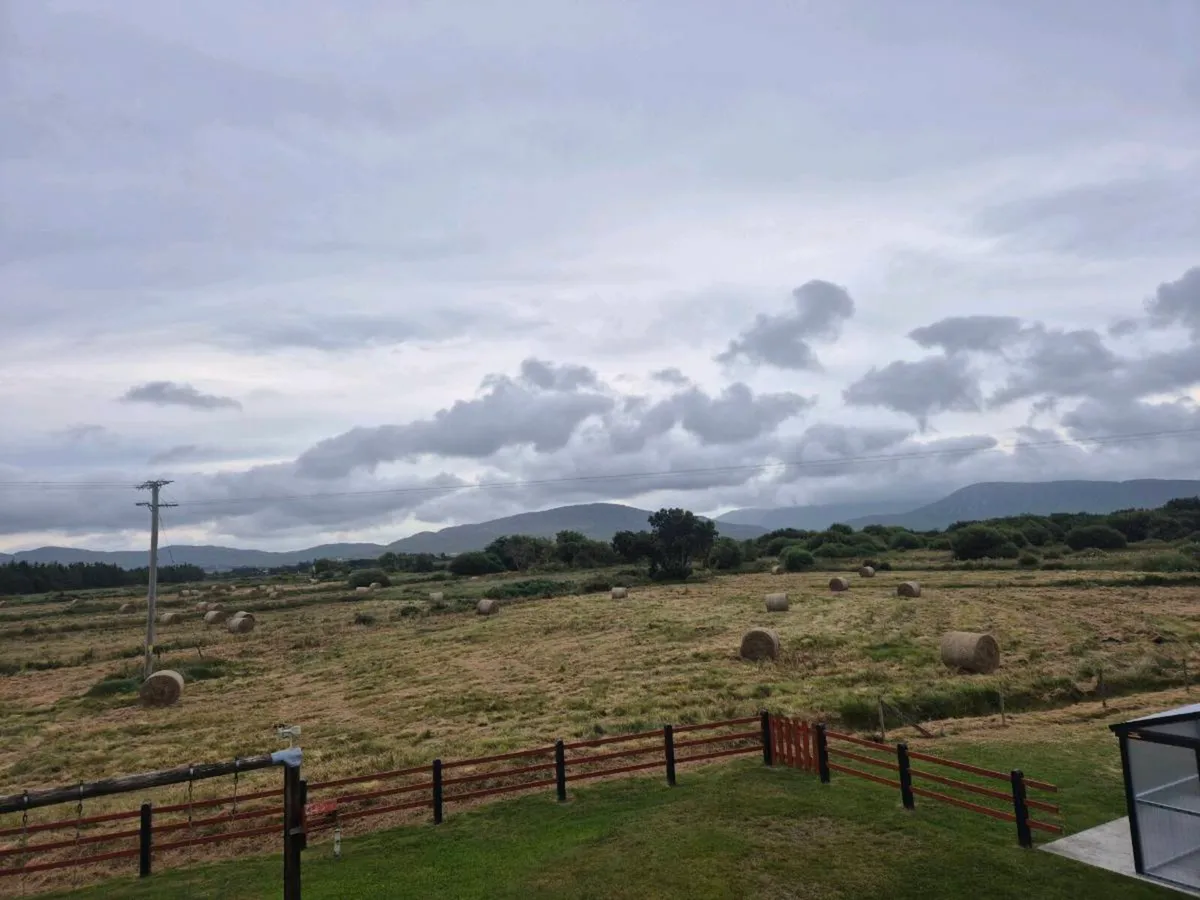 DRY RUSHES AND HAY - Image 3