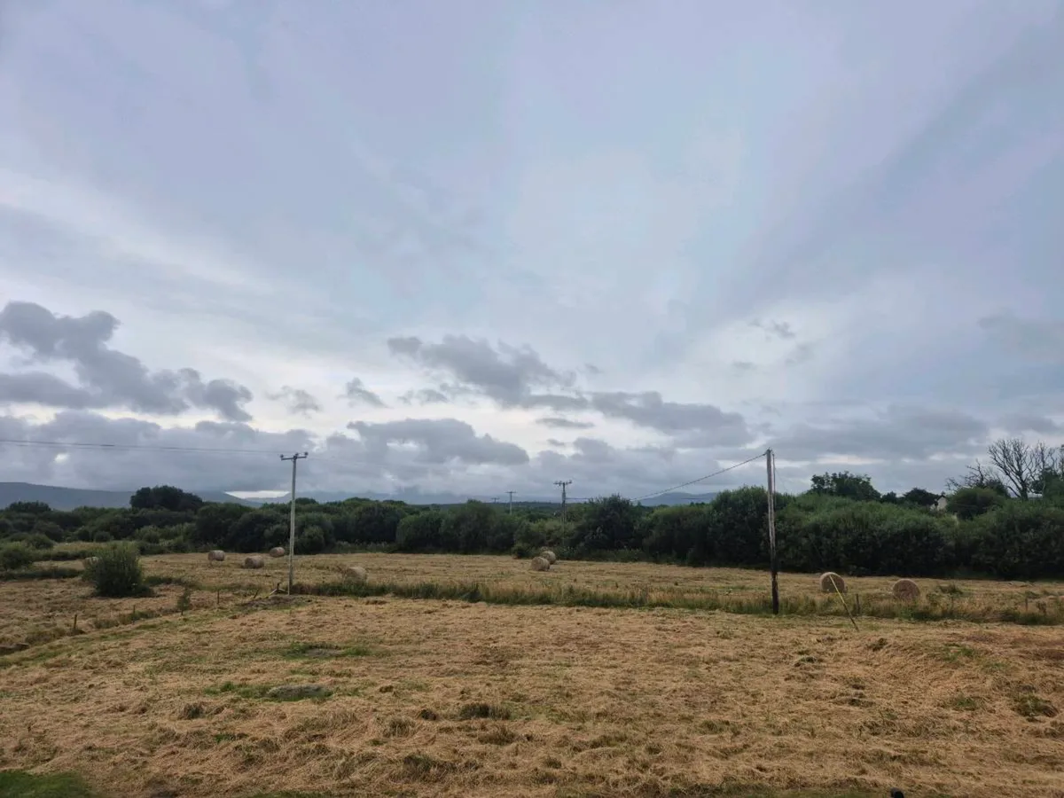 DRY RUSHES AND HAY - Image 4