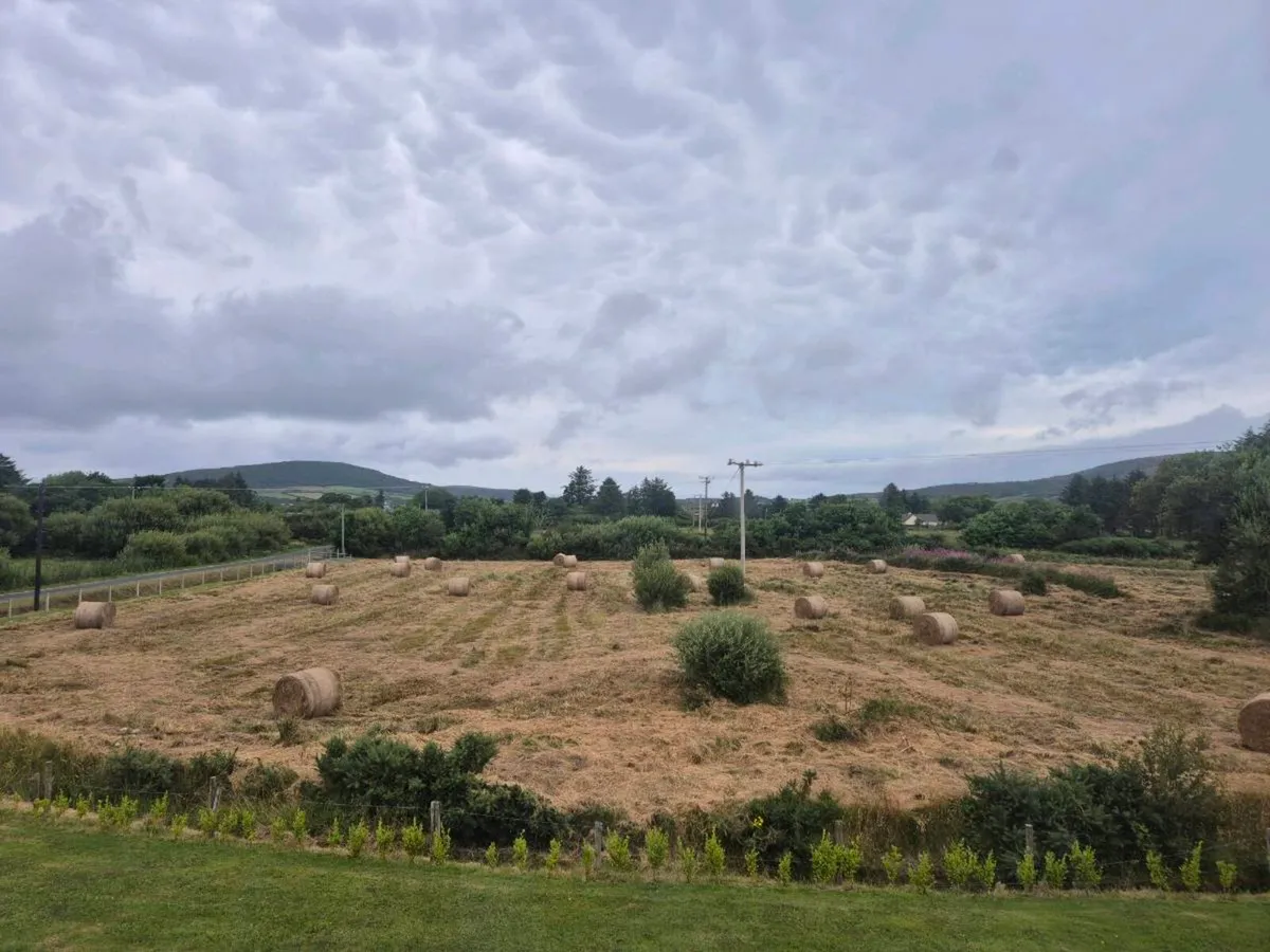 DRY RUSHES AND HAY - Image 1