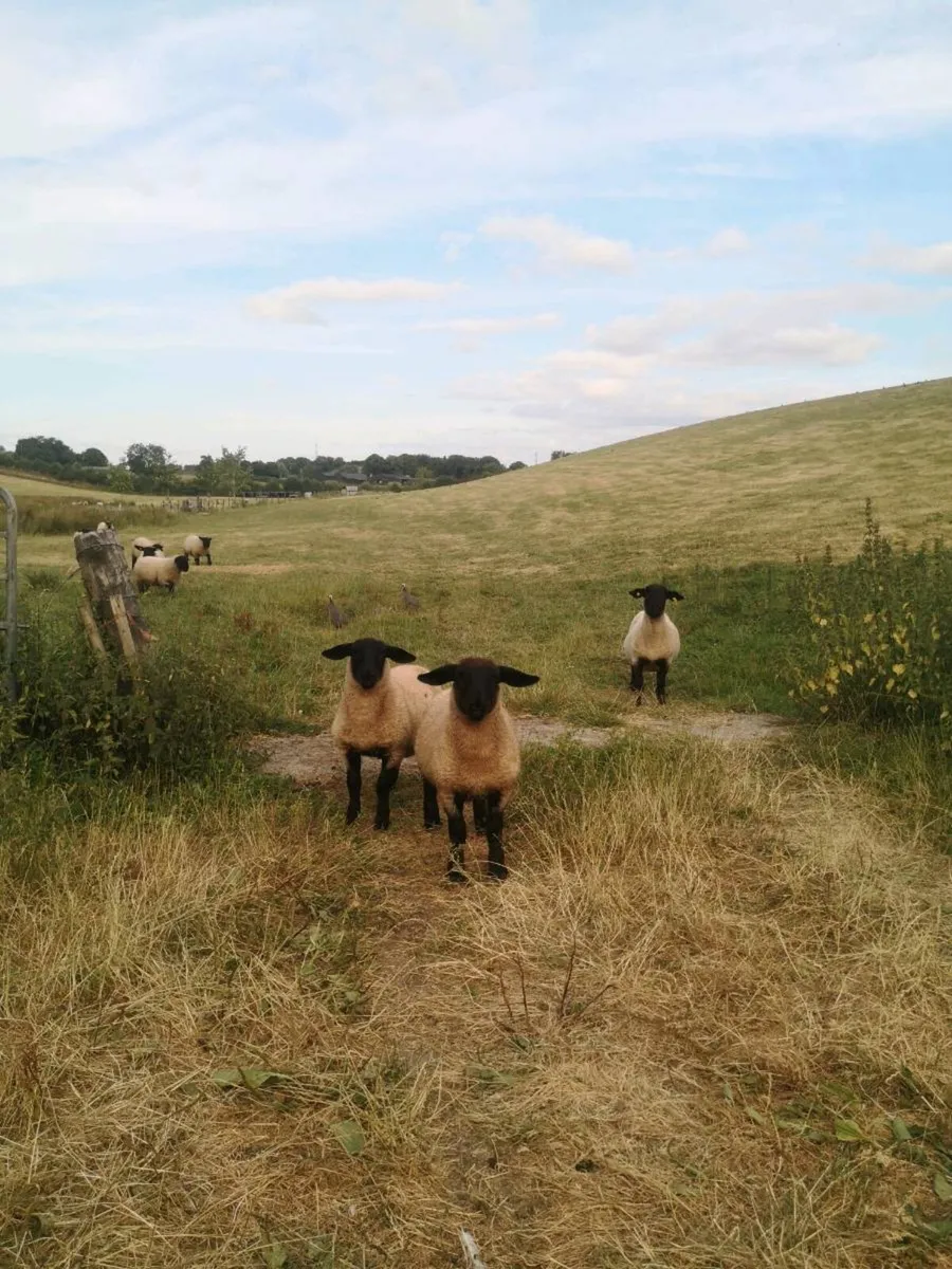 PB Suffolk hogget & twin ewe lambs - Image 2