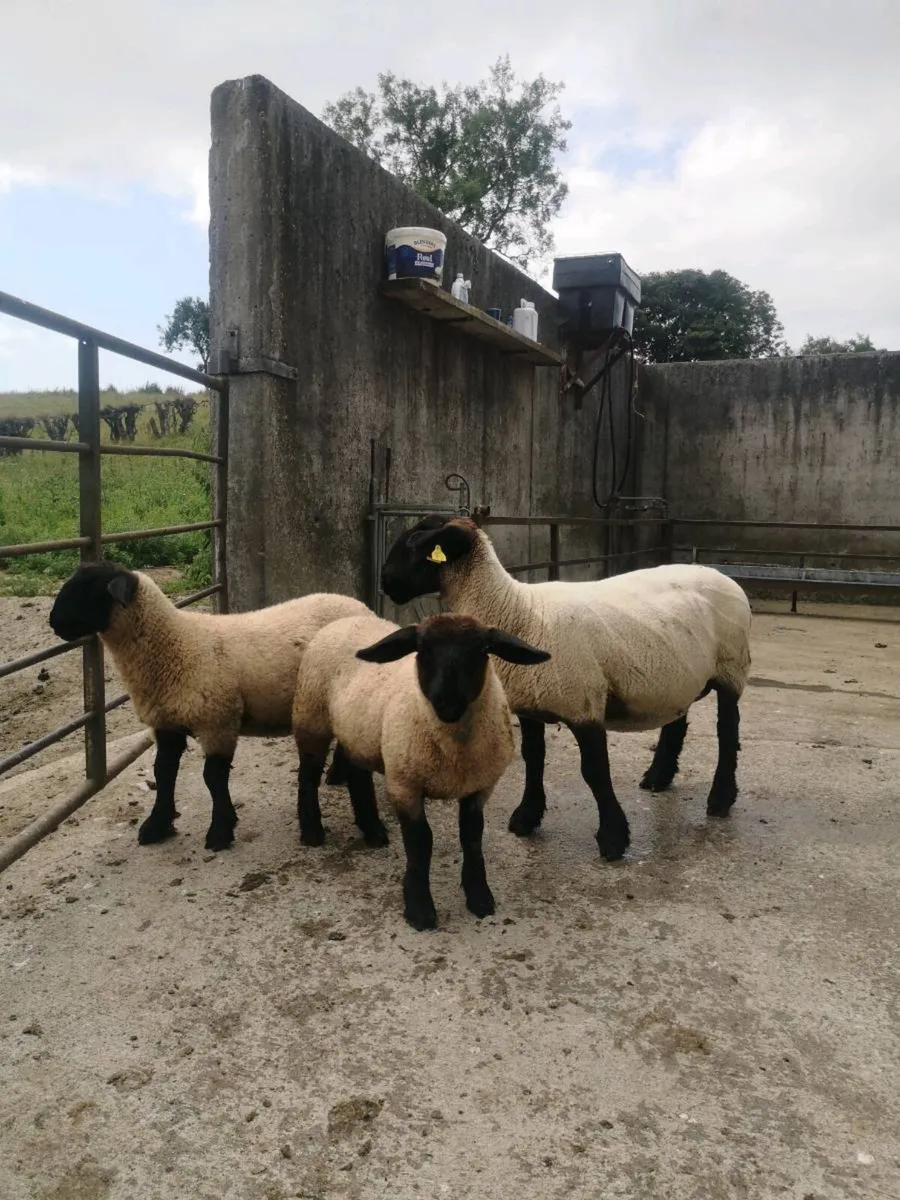 PB Suffolk hogget & twin ewe lambs - Image 3