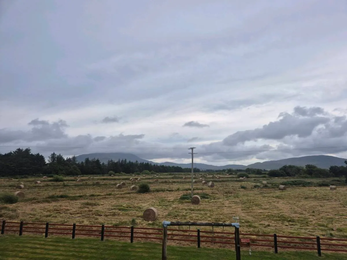 DRY RUSHES AND HAY - Image 2