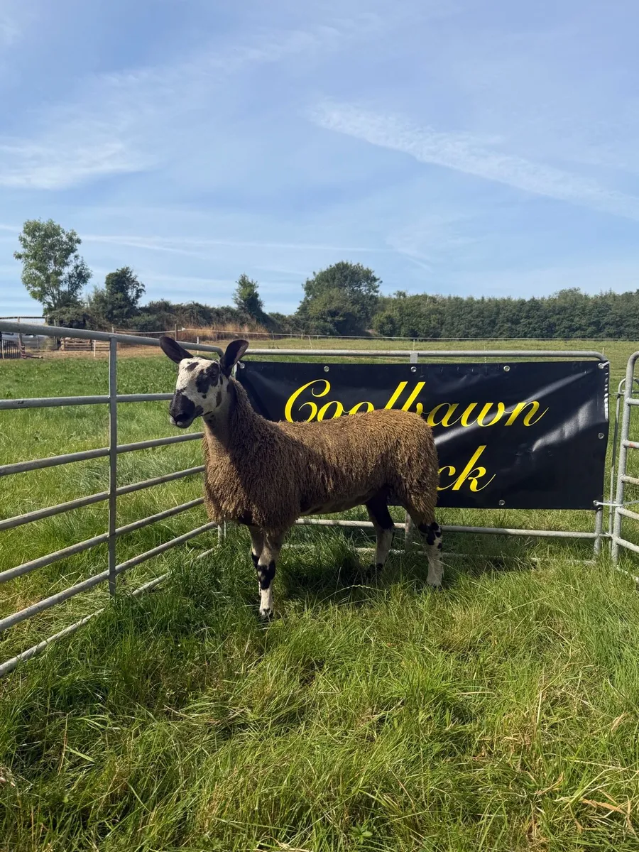 🔥PBR Bluefaced Leicester Ewe Lambs🔥 - Image 1