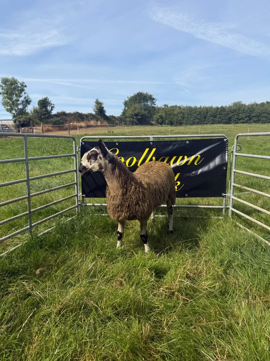 🔥PBR Bluefaced Leicester Ewe Lambs🔥 - Image 2