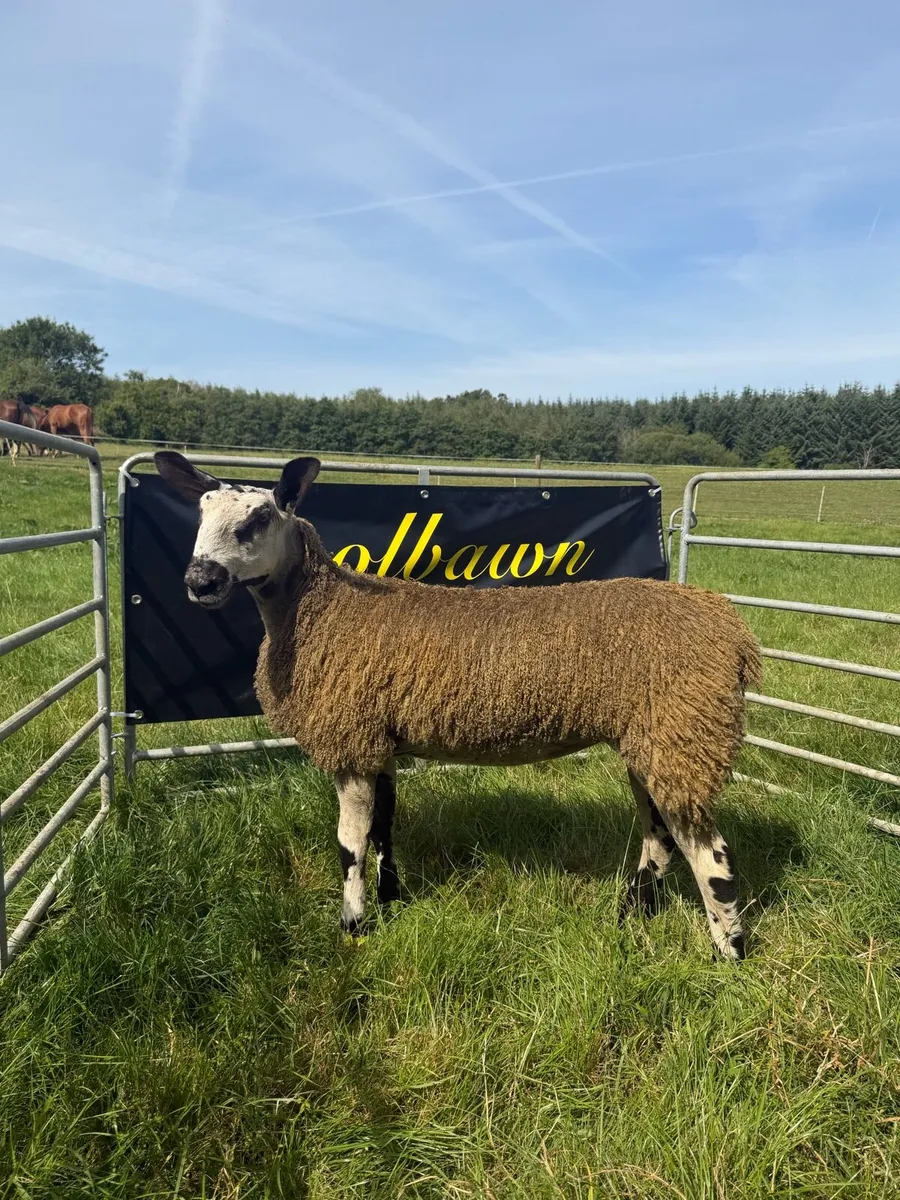 🔥PBR Bluefaced Leicester Ewe Lambs🔥 - Image 3