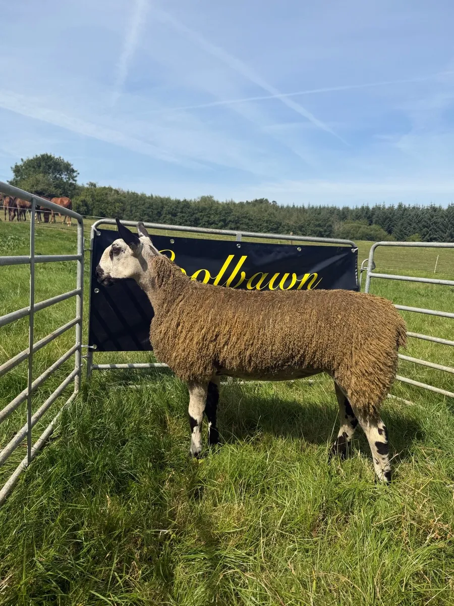 🔥PBR Bluefaced Leicester Ewe Lambs🔥 - Image 4
