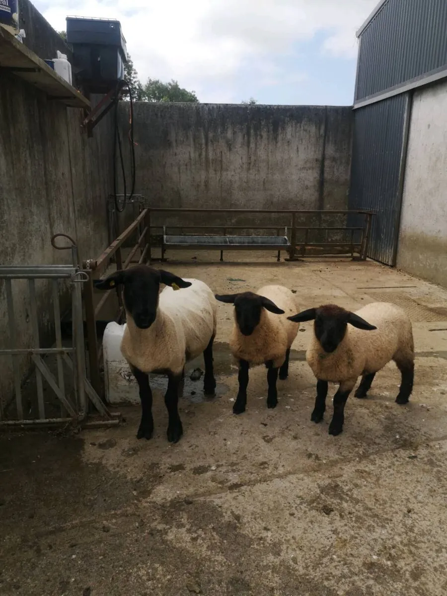 PB Suffolk hogget & twin ewe lambs - Image 4