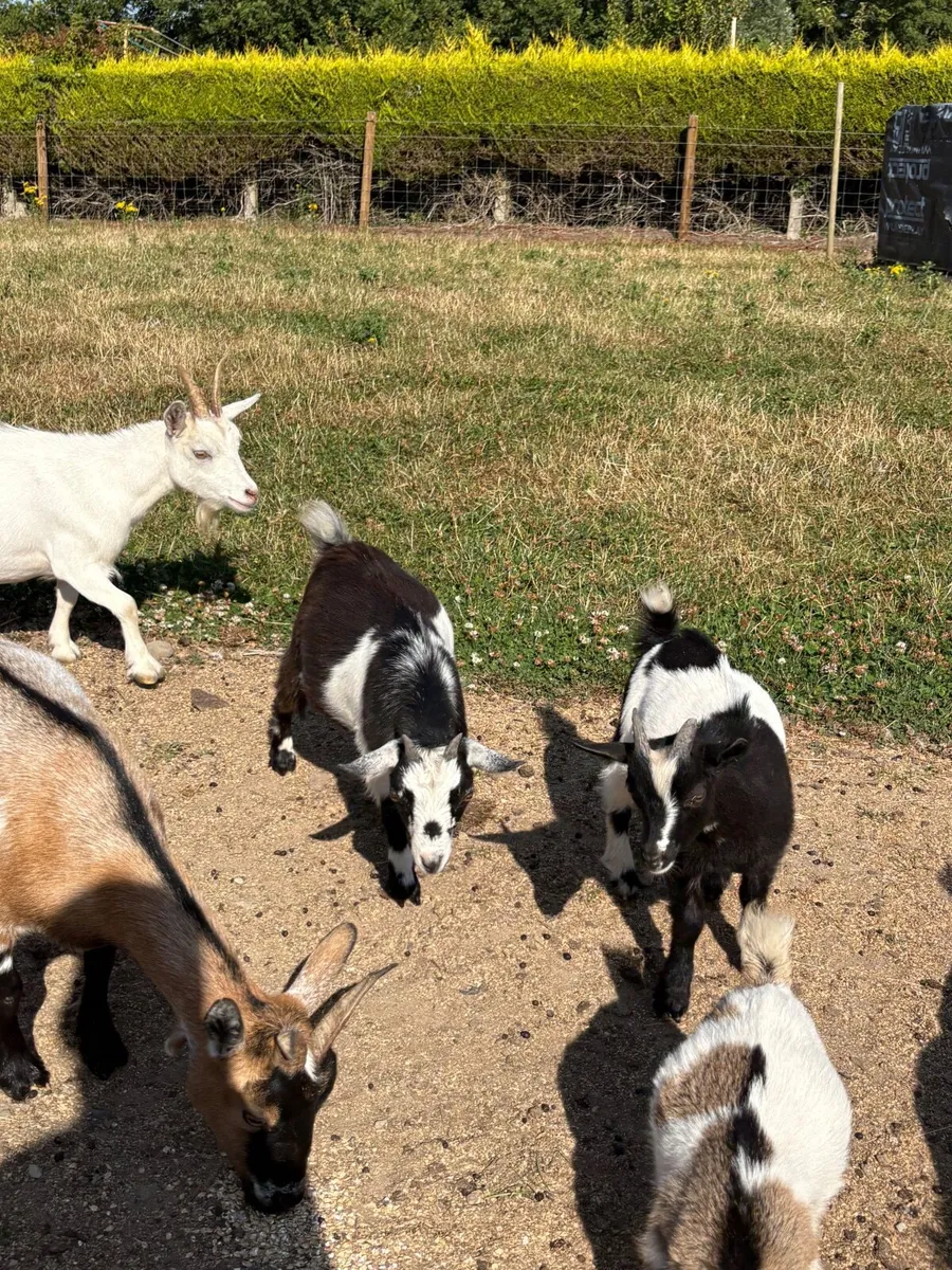 Pygmy goat kids - Image 2
