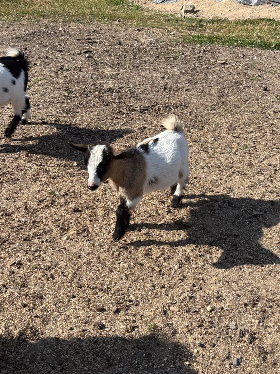 Pygmy goat kids - Image 3