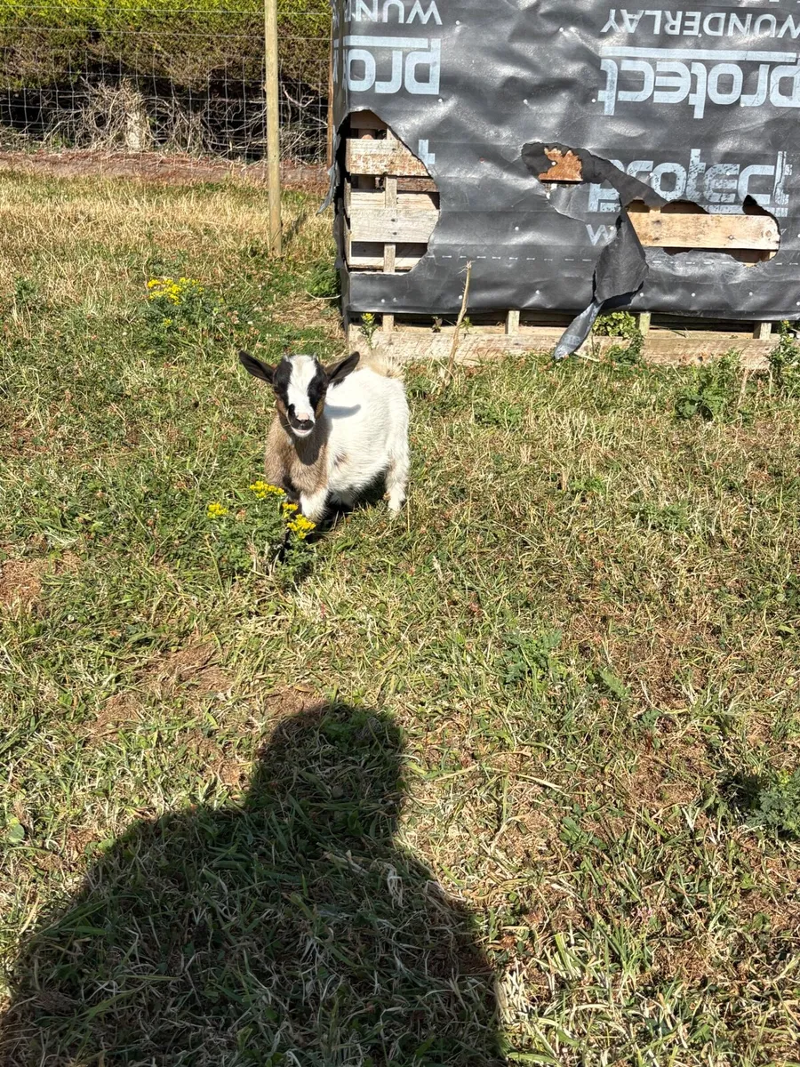 Pygmy goat kids - Image 4