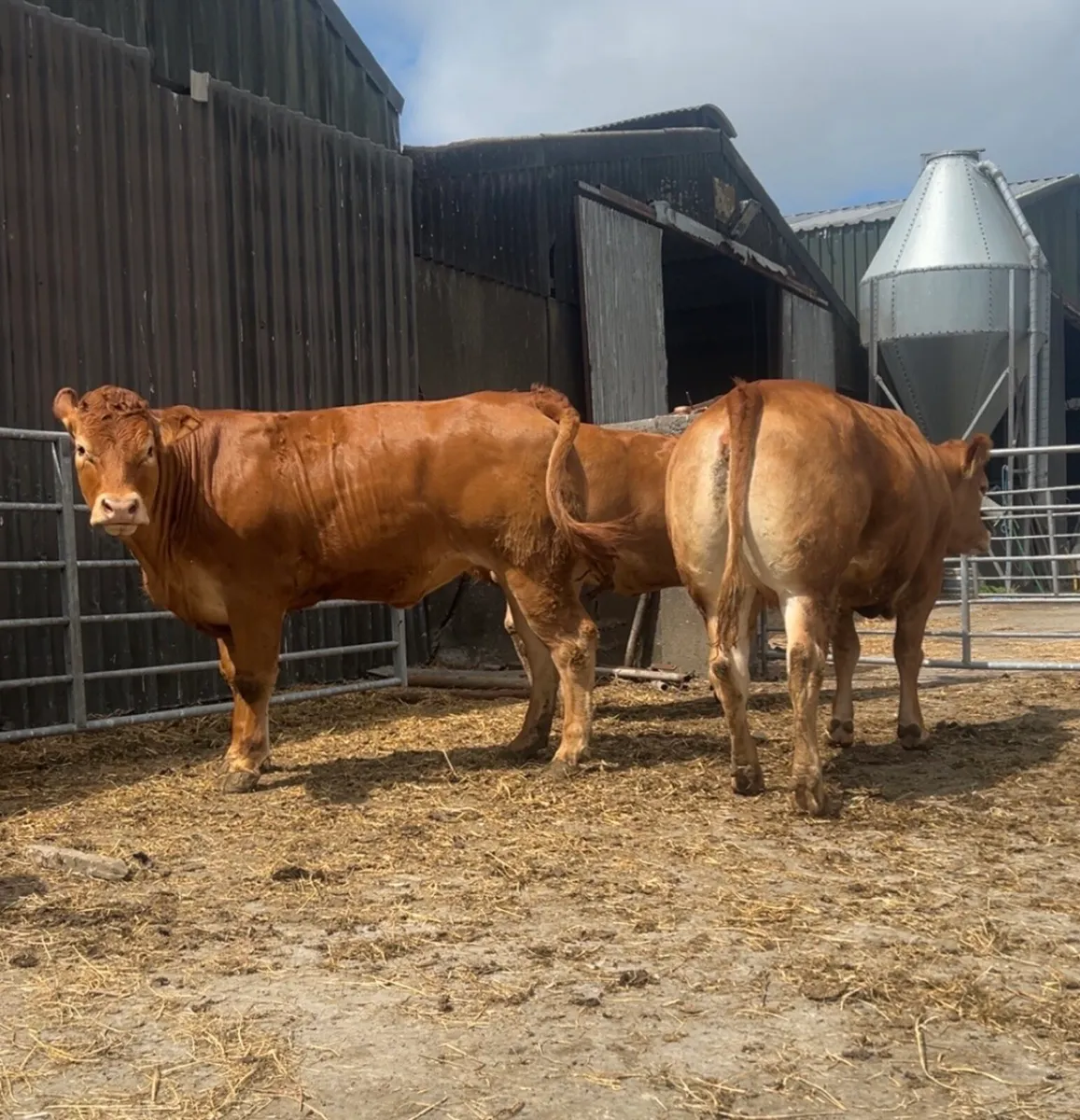 Large Selection of Super PBR In Calf LM Heifers - Image 2