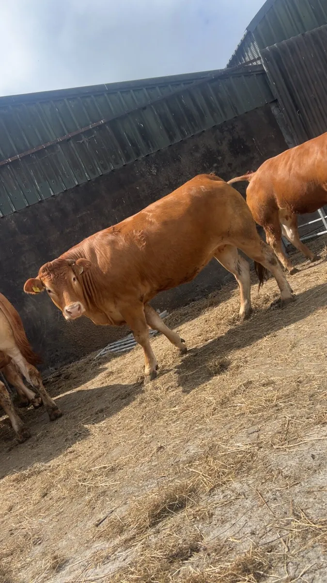 Large Selection of Super PBR In Calf LM Heifers - Image 3