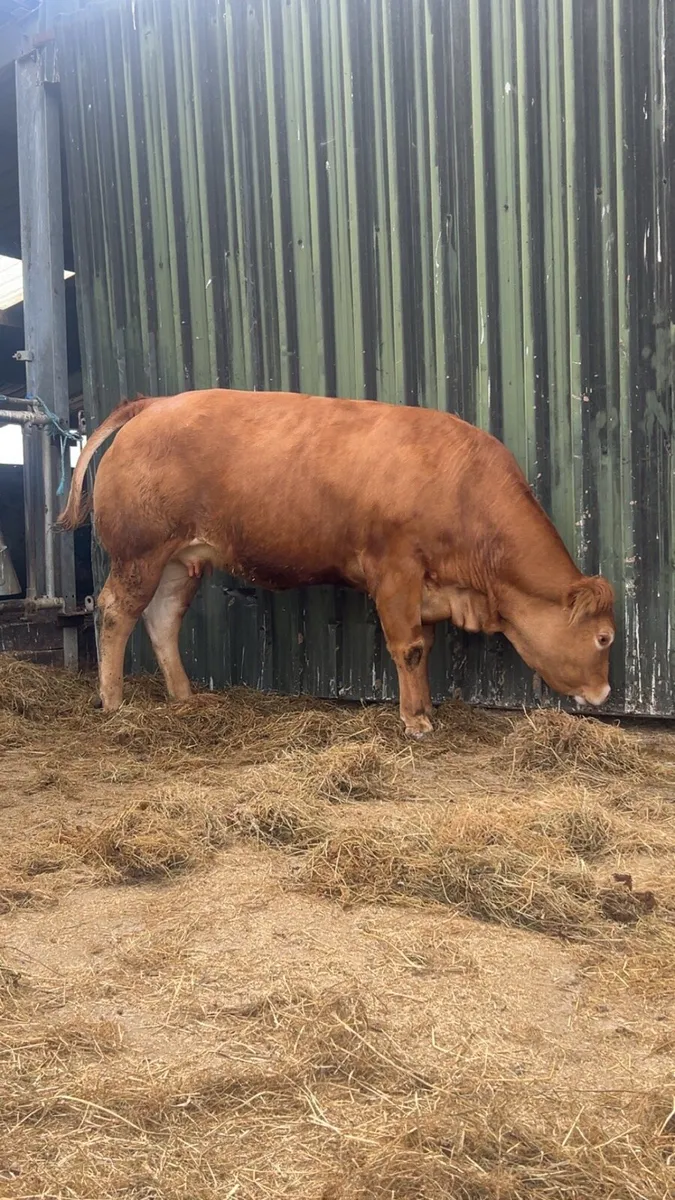 Large Selection of Super PBR In Calf LM Heifers - Image 4