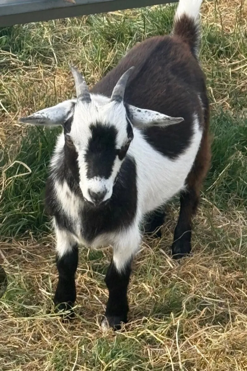 Female Pygmy Goats - Image 1