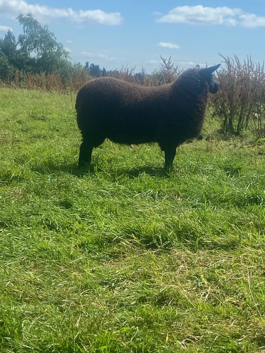 Ewe lamb - Image 1